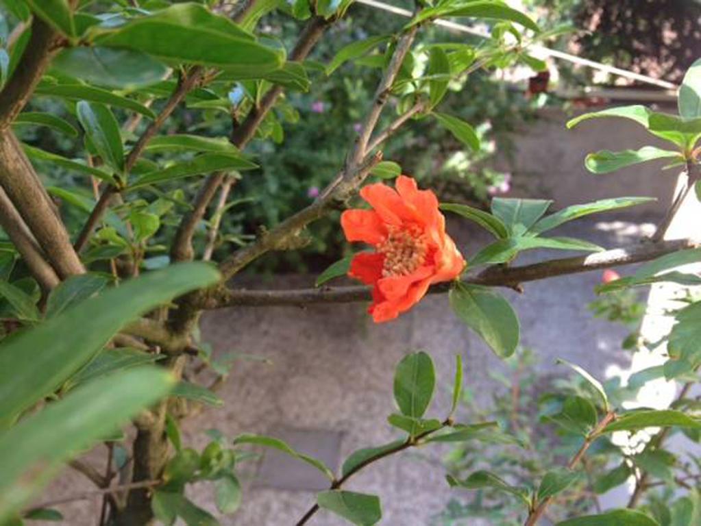 Fiori Al Vaticano68 Roma Esterno foto